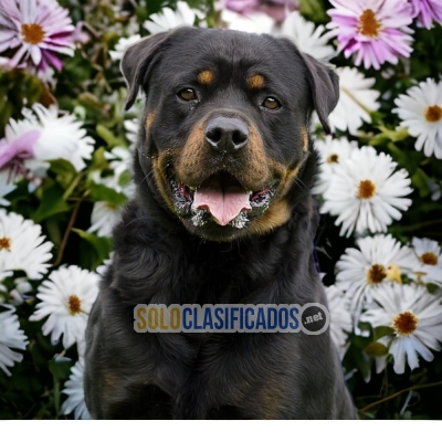 ROTTWEILER LÍNEA AMERICANA     IT WILL BE YOUR COMPANION AND BEST... 