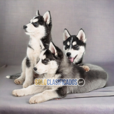 SIBERIAN HUSKY AVAILABLE IN NORTH CAROLINA... 