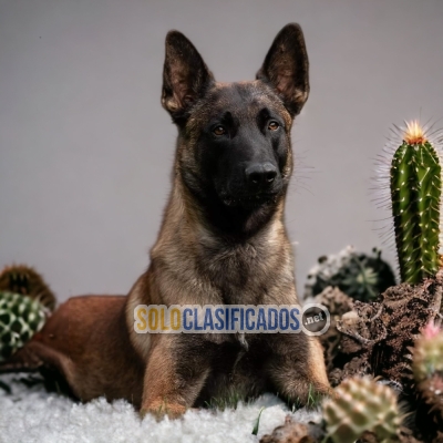 Pastor Belga Malinois Puppies Available Just for You... 