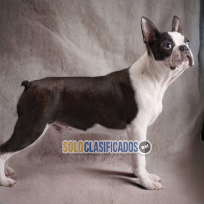 SALE OF BEUTIFUL PUPPIES OF BOSTON TERRIER... 