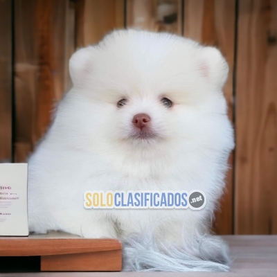 BeautifulL POMERANIAN Certificate of purity of breed... 