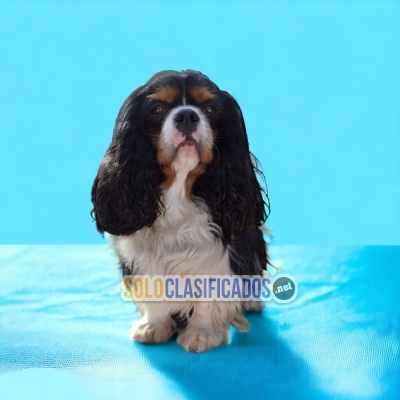 cachorro cavalier king... 