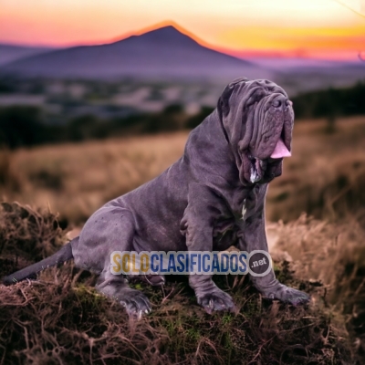 NEAPOLITAN MASTIFF AVAILABLE NORTH CAROLINA NOW... 