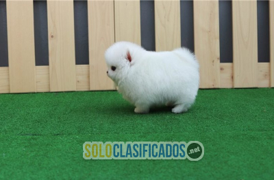 Solo Clasificados - Hermosos cachorros Pomerania 