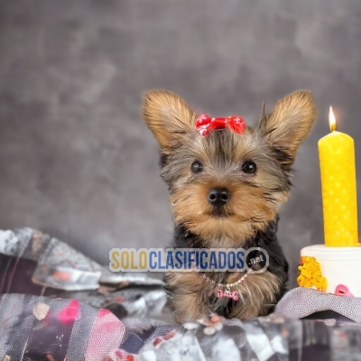 LINDO YORKSHIRE TERRIER... 