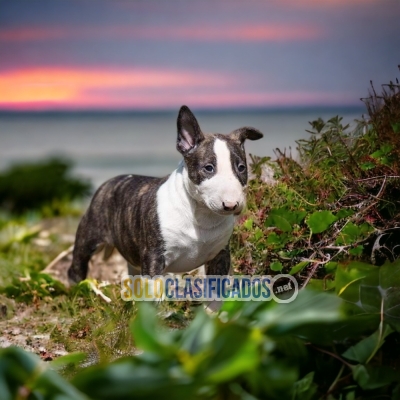 2BEAUTIFUL PUPPY BULLDOG TERRIER... 