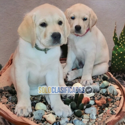 DULCES CACHORROS LABRADOR RETRIVIER... 