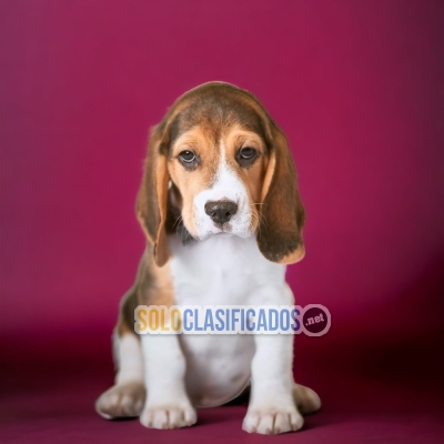 BEAGLE POKET AMERICANO AVAILABLE HERE... 