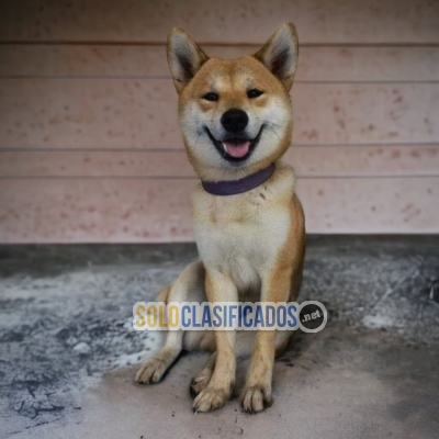 AKITA INU  PUPPIES~CACHORROS... 