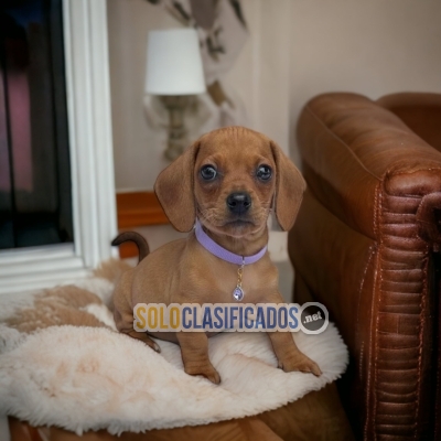 DACHSHUNDS BROWN... 