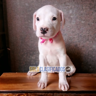 DISPONIBLES/AVAILABLE MASCOTAS/PETS DOGO ARGENTINO... 