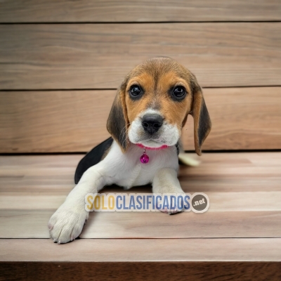 LINDO BEAGLES HARRIER  DISPONIBLE... 