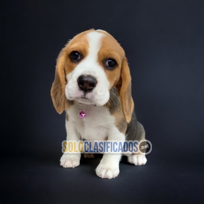 PRECIOSOS BEAGLE POCKET AMERICAN... 