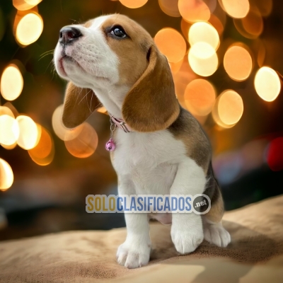 BEAGLE POCKET AMERICANO             I WILL BE YOUR BEST FAITHFUL ... 