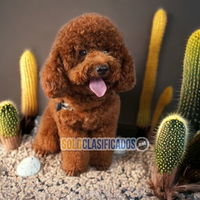French Poodle Chocolate Wonderful Puppies... 