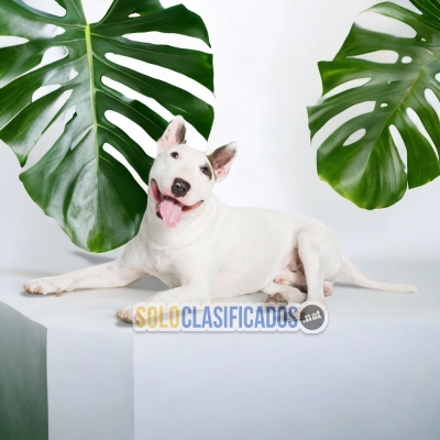 BULL TERRIER      YOUR FAITHFUL DOG ​​NOW IN ADELNATE... 