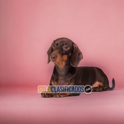 Beautiful puppies available now: Dachshund Chocolate... 