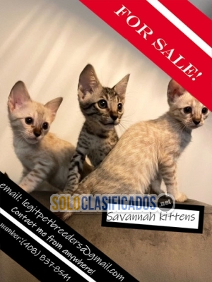 Savannah kittens for sale...... 