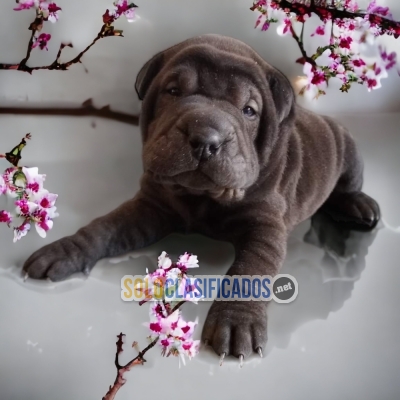 ADORABLE SHAR PEI... 