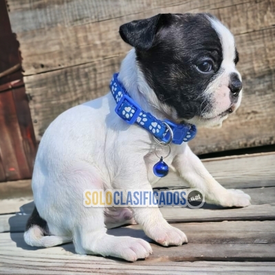 Lindo BOSTON TERRIER para tu familia... 