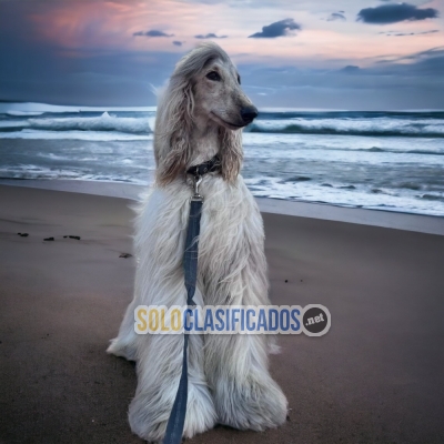 Lebrel Afgano Atractivos Y Bellos Cachorros... 