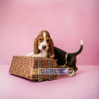 BASSET HOUND     IT WILL BE YOUR BEST COMPANY FROM NOW ON... 