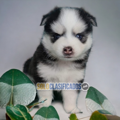 DISPONIBLES/AVAILABLE MASCOTAS/PETS POMSKY... 