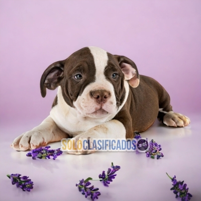 Cachorros adorables bully  XL... 