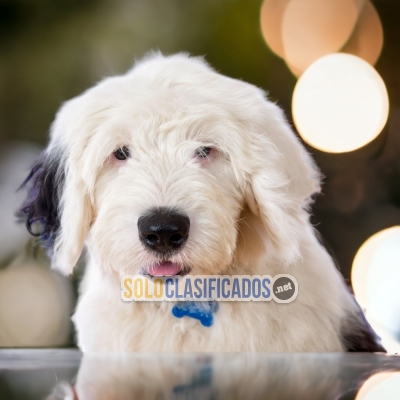 Old English SheepdogS (en)... 