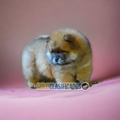 WONDERFUL PUPPIES CHOW CHOW... 
