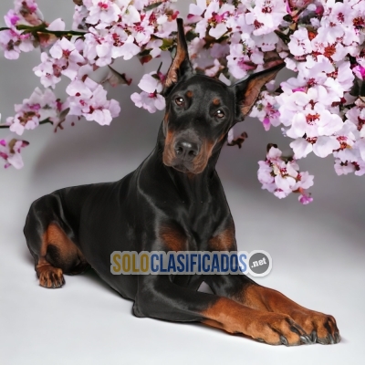 3ADORABLE DOBERMAN GRANDE NEGRO FUEGO... 