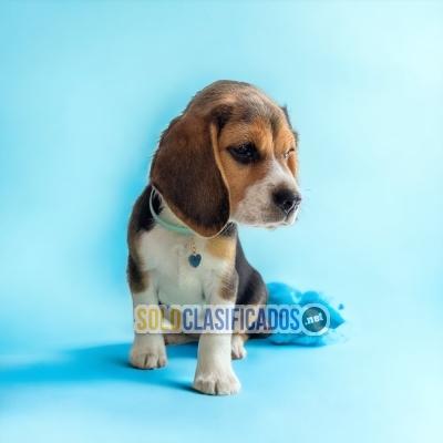 2CUTE PUPPY BEAGLE POKET AMERICANO... 