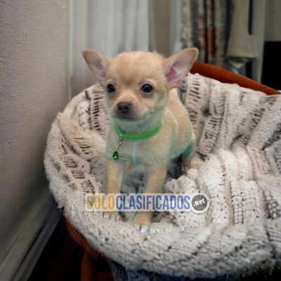 Adorables perritos de raza Chihuahua Cabeza de Manzana... 
