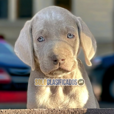 1CUTE WEIMARANER PUPPY FOR SALE... 