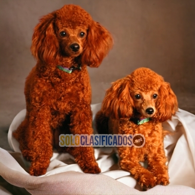 French Poodle Red Maravillosos Cachorros... 
