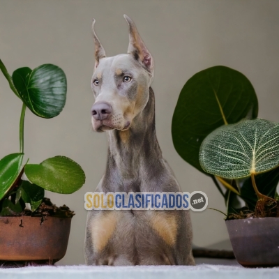 3ADORABLE DOBERMAN GRANDE BLUE... 