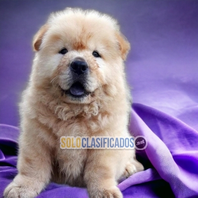 LINDO CACHORRO CHOW CHOW... 