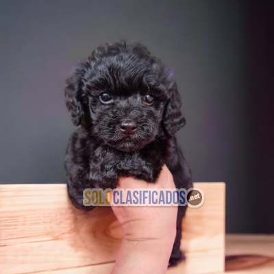 Beautiful puppies available FRENCH POODLE NEGRO with the best mar... 
