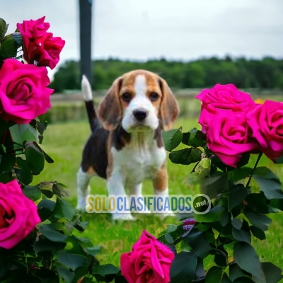 Beagle Harrier Cute Puppies Waiting for you.... 