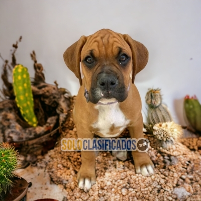 DISPONIBLES/AVAILABLE MASCOTAS/PETS BOXER... 