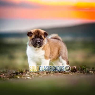 Preciosos cachorros AKITA INU AMERICANO... 