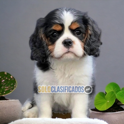 SWEETIE CAVALIER  KING SPANIEL FOR SALE... 