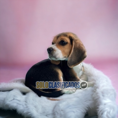 American Beagle Pocket... 