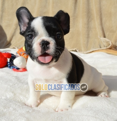 Solo Clasificados - regalo Cachorros bulldog  frances Mini whatapps 623727736 - imagen: 1
