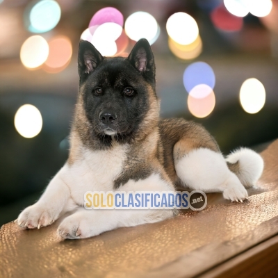 BBEAUTIFUL AKITA AMERICANO PUPPY FOR SALE... 