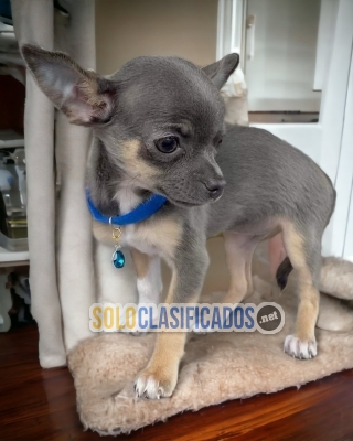 Chihuahua Cabeza de Manzana Radiant Puppies... 