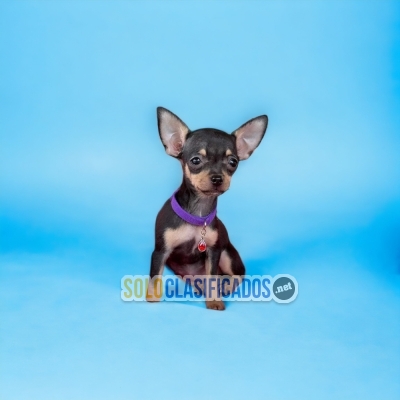 CUTE PUPPIES CHIHUAHUA HEAD APPLE... 