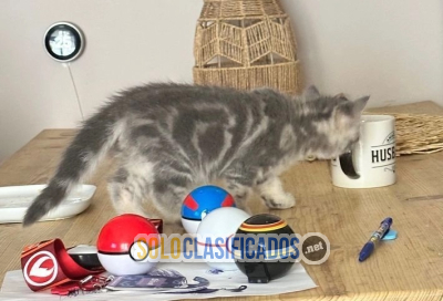 El complemento perfecto para los británicos de pelo corto...