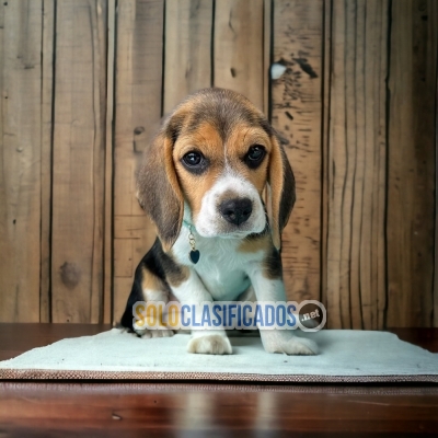 Excellent Puppie Beagle Pocket Americano... 