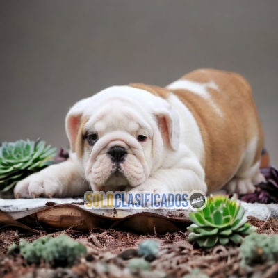 BULLDOG UNGLES DISPONIBLE/AVAILABLE... 